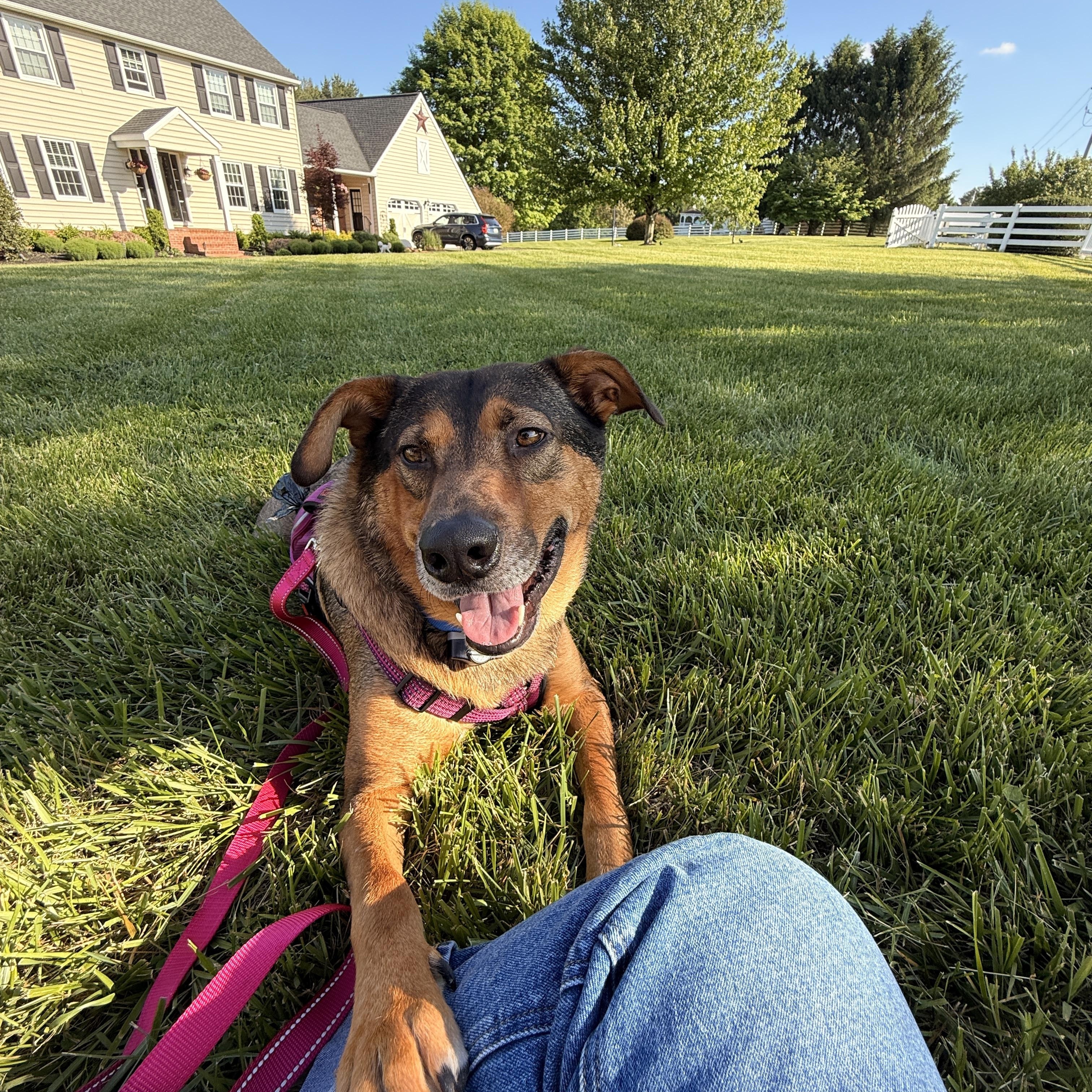 Joey cs, a ADOPTABLE Mixed Breed in Columbia, MD image 1/4