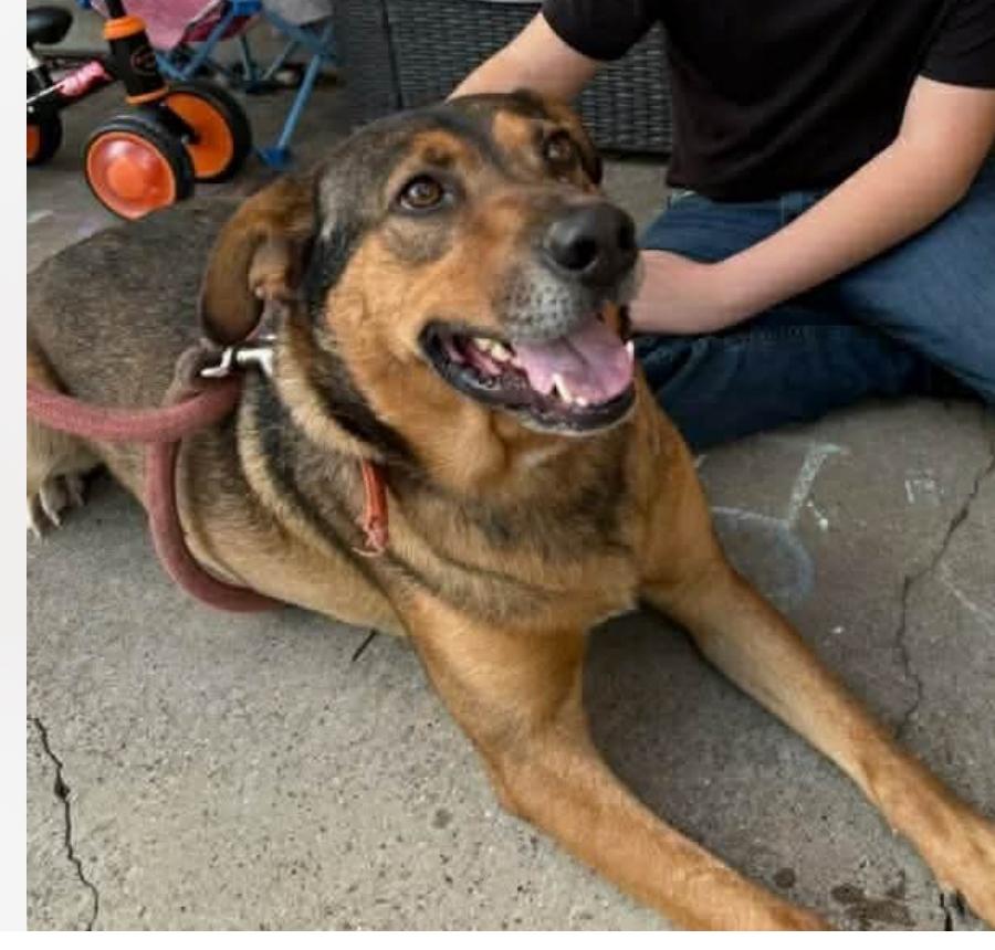 Enlarge Joey cs, a ADOPTABLE Mixed Breed in Columbia, MD image 2/3