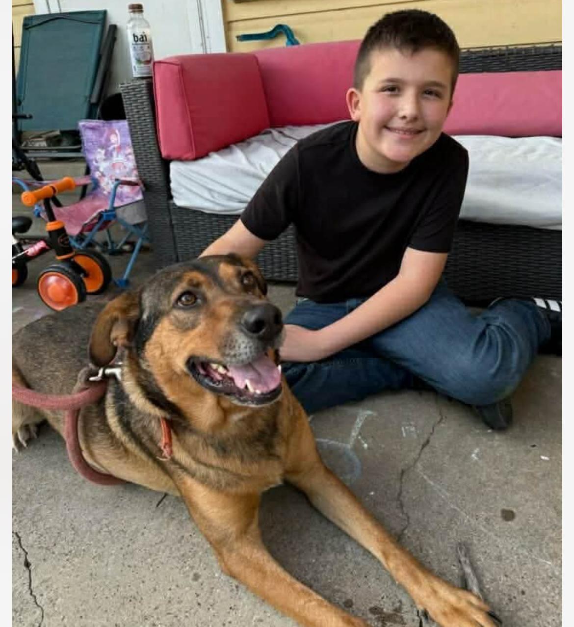 Joey cs, ADOPTABLE, Young Male Mixed Breed.