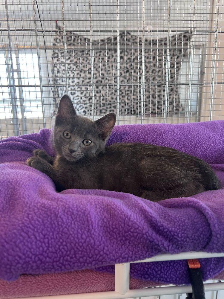 Stratus, Adoptable, Kitten Male Domestic Short Hair.