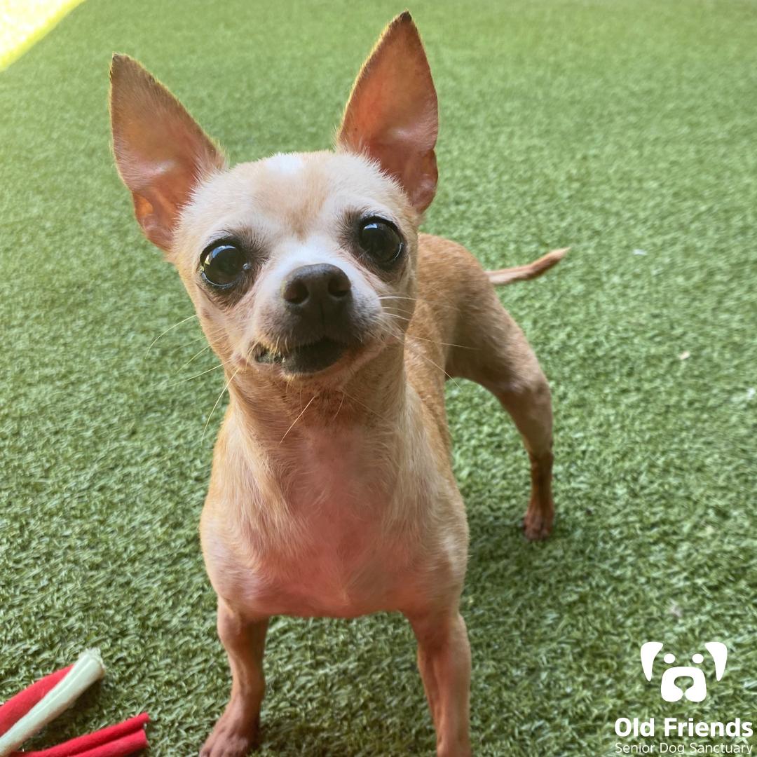 Enlarge Croissant, a Adopted Chihuahua in Mount Juliet, TN image 1/1