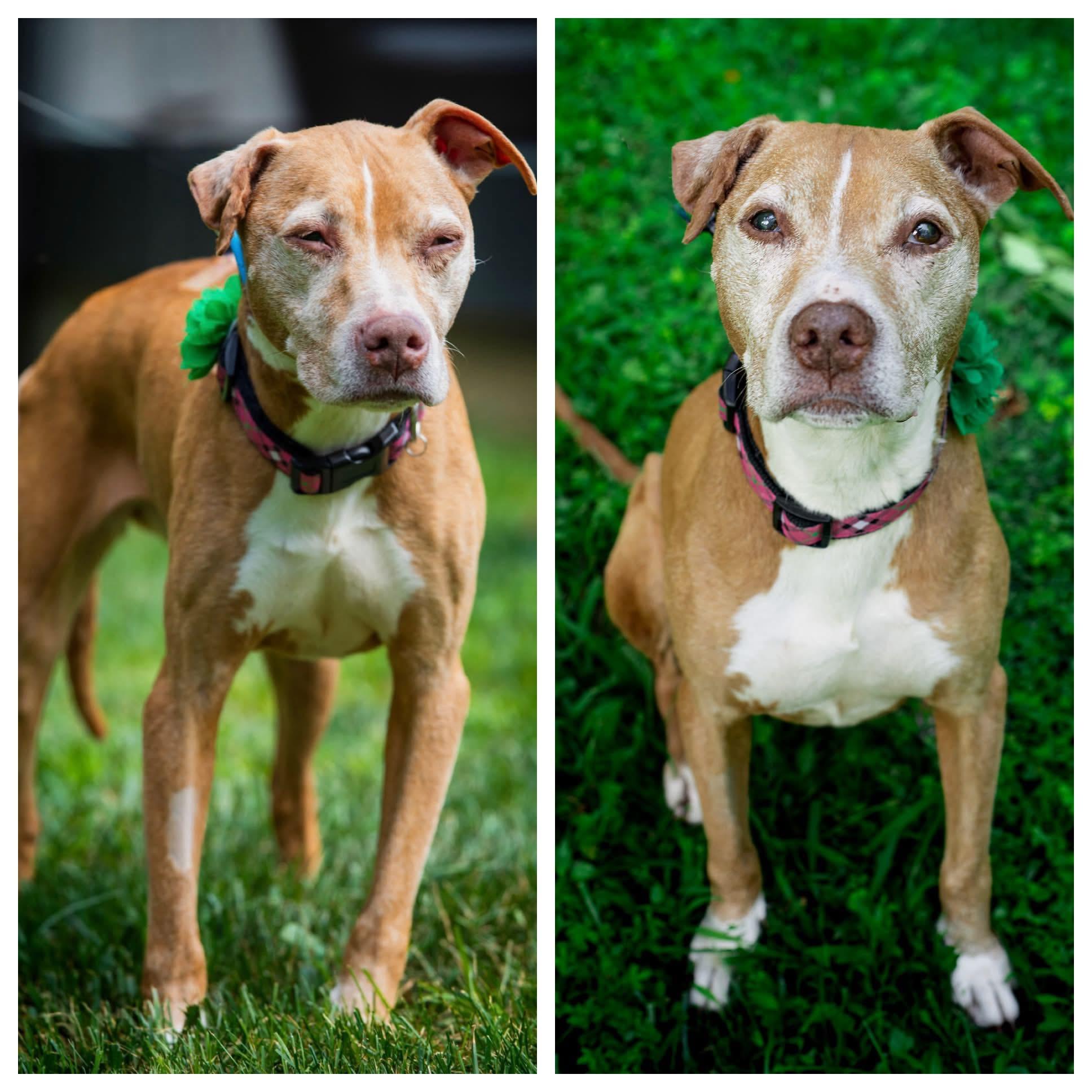 Kenzie, adopted, Senior Female American Bully.