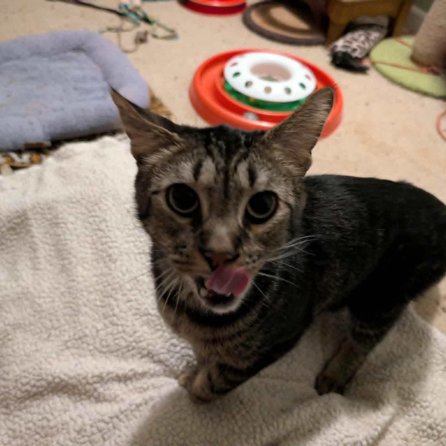 Enlarge Gary  RS *$pecial FIV+ fee* 0124, a Adoptable Domestic Short Hair in West Bloomfield, MI image 2/4