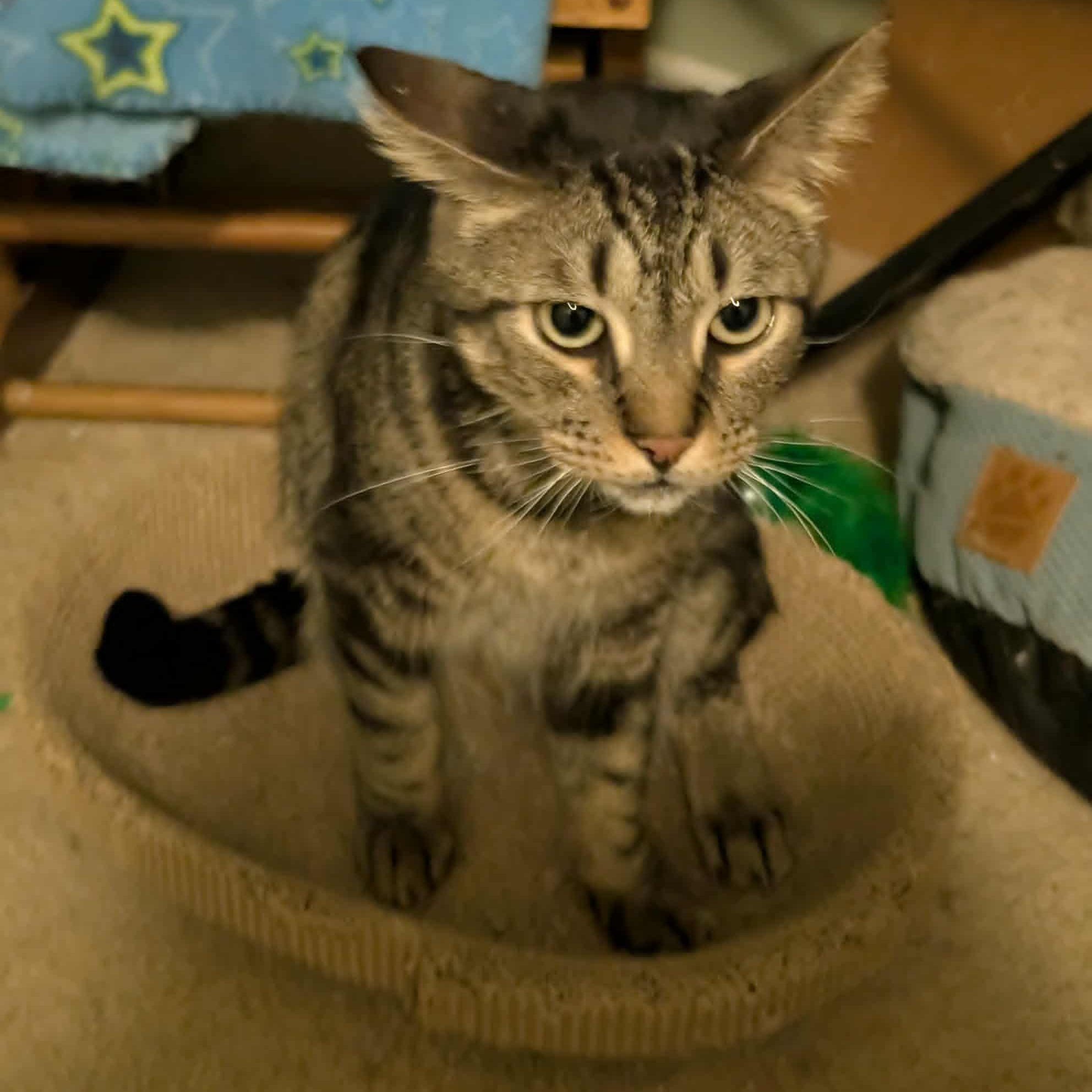 Enlarge Gary  RS *$pecial FIV+ fee* 0124, a Adoptable Domestic Short Hair in West Bloomfield, MI image 1/4