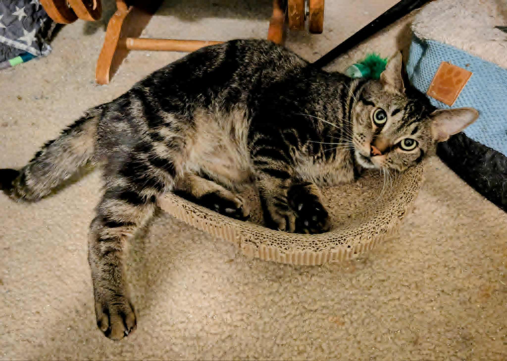 Enlarge Gary  RS *$pecial FIV+ fee* 0124, a Adoptable Domestic Short Hair in West Bloomfield, MI image 4/4