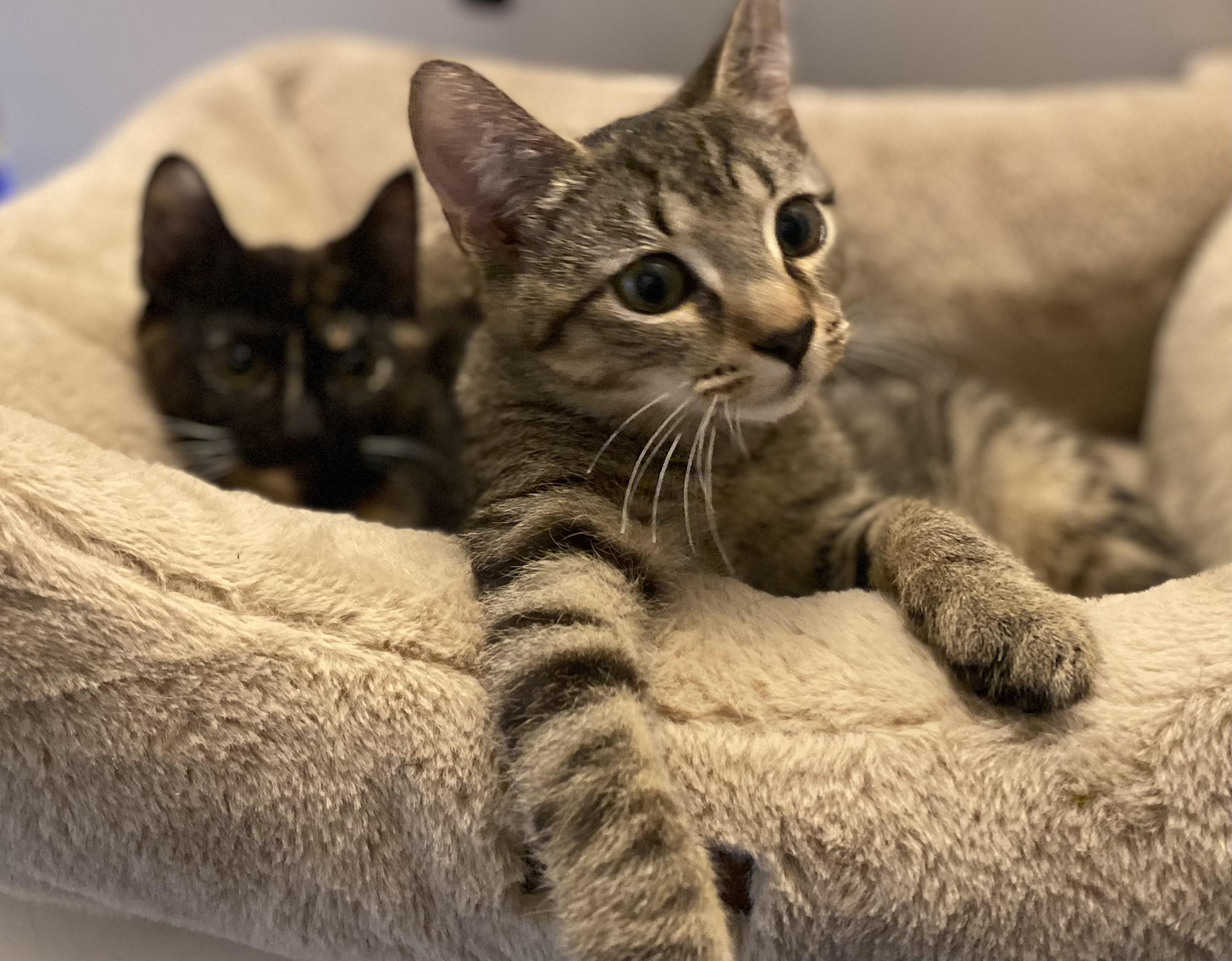 Timothy, Young Male Domestic Short Hair