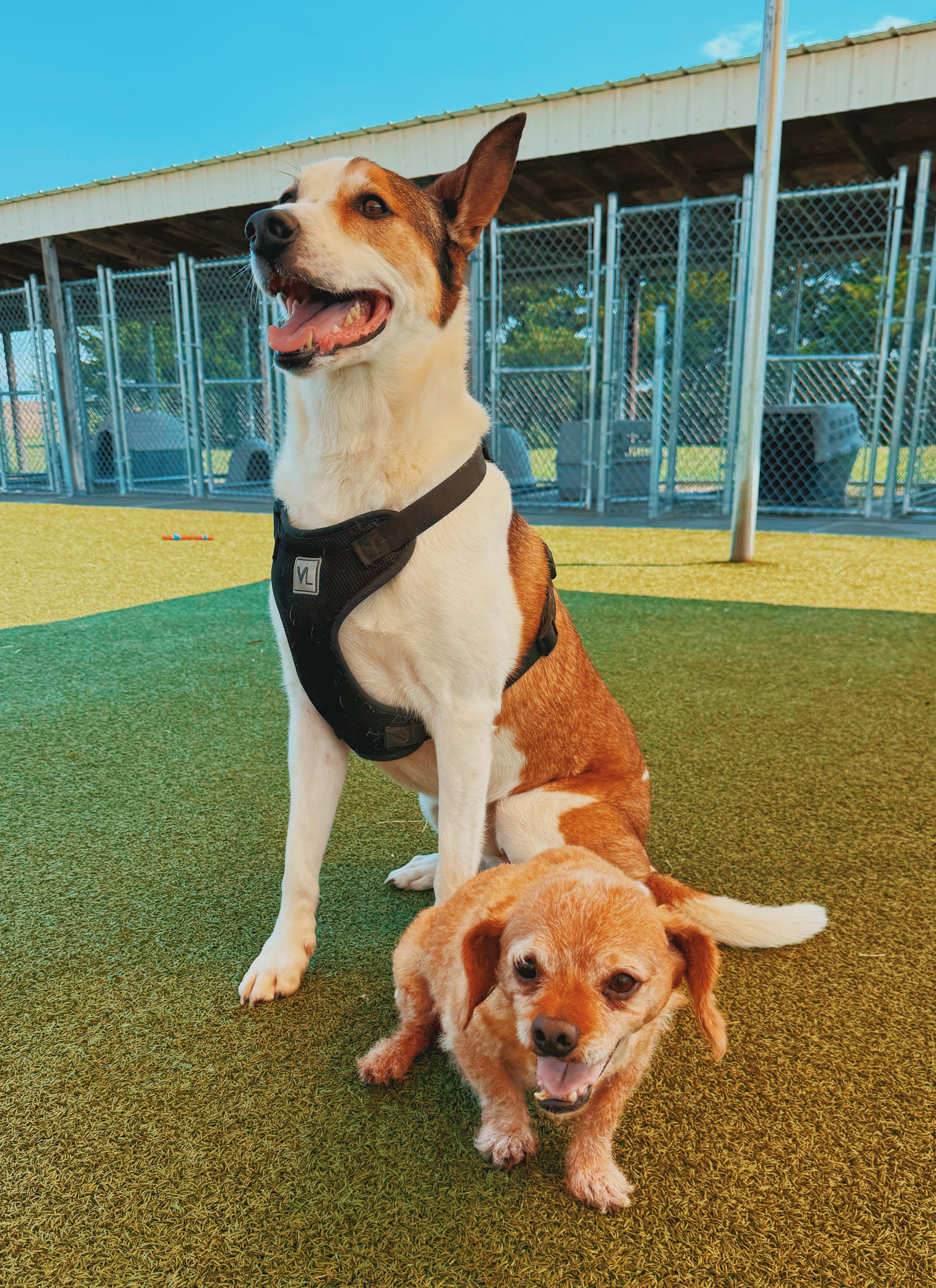 Scoobie and Brownie - Bonded Pair, a ADOPTABLE mixed breed in Hays, KS image 4/6