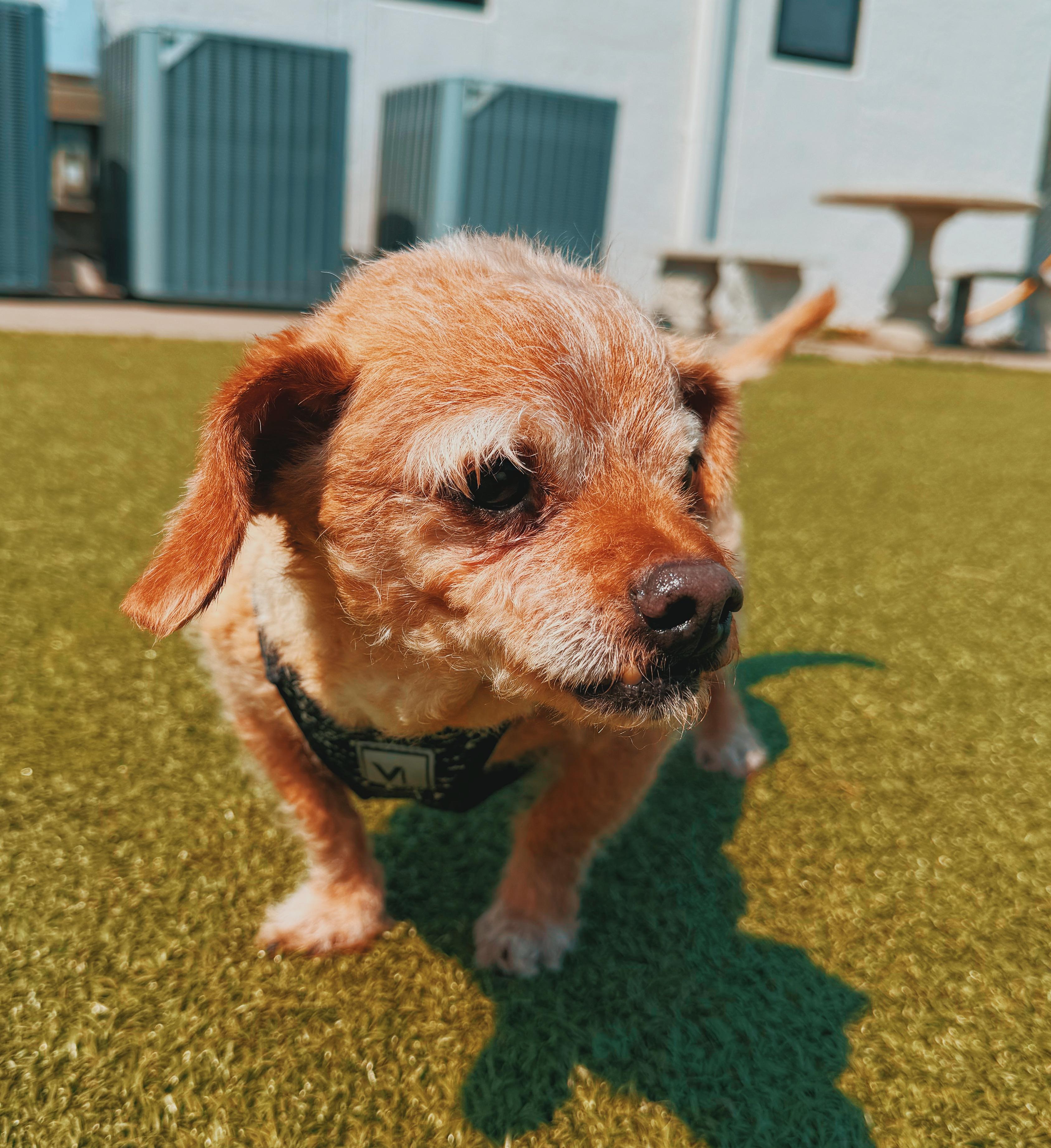 Scoobie and Brownie - Bonded Pair, a ADOPTABLE mixed breed in Hays, KS image 5/6