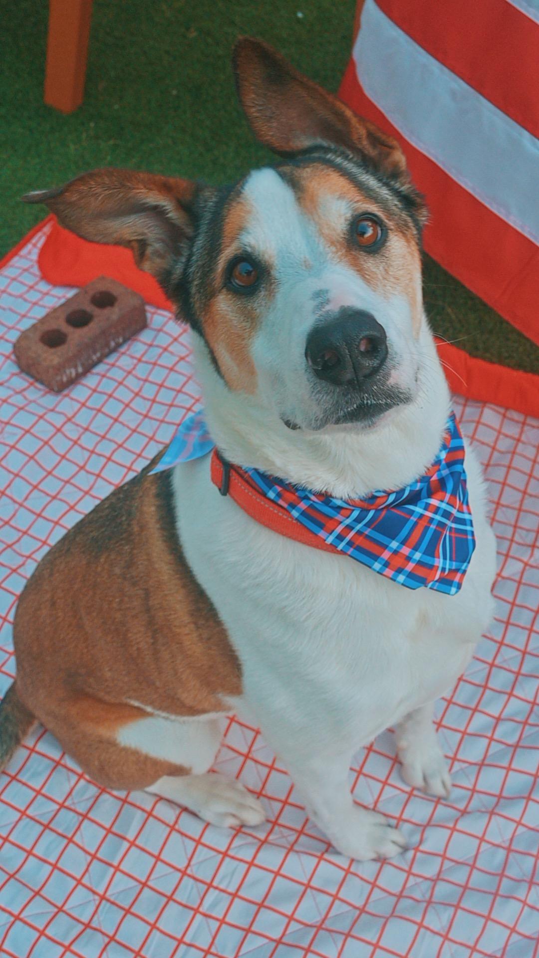 Scoobie and Brownie - Bonded Pair, a ADOPTABLE mixed breed in Hays, KS image 3/6