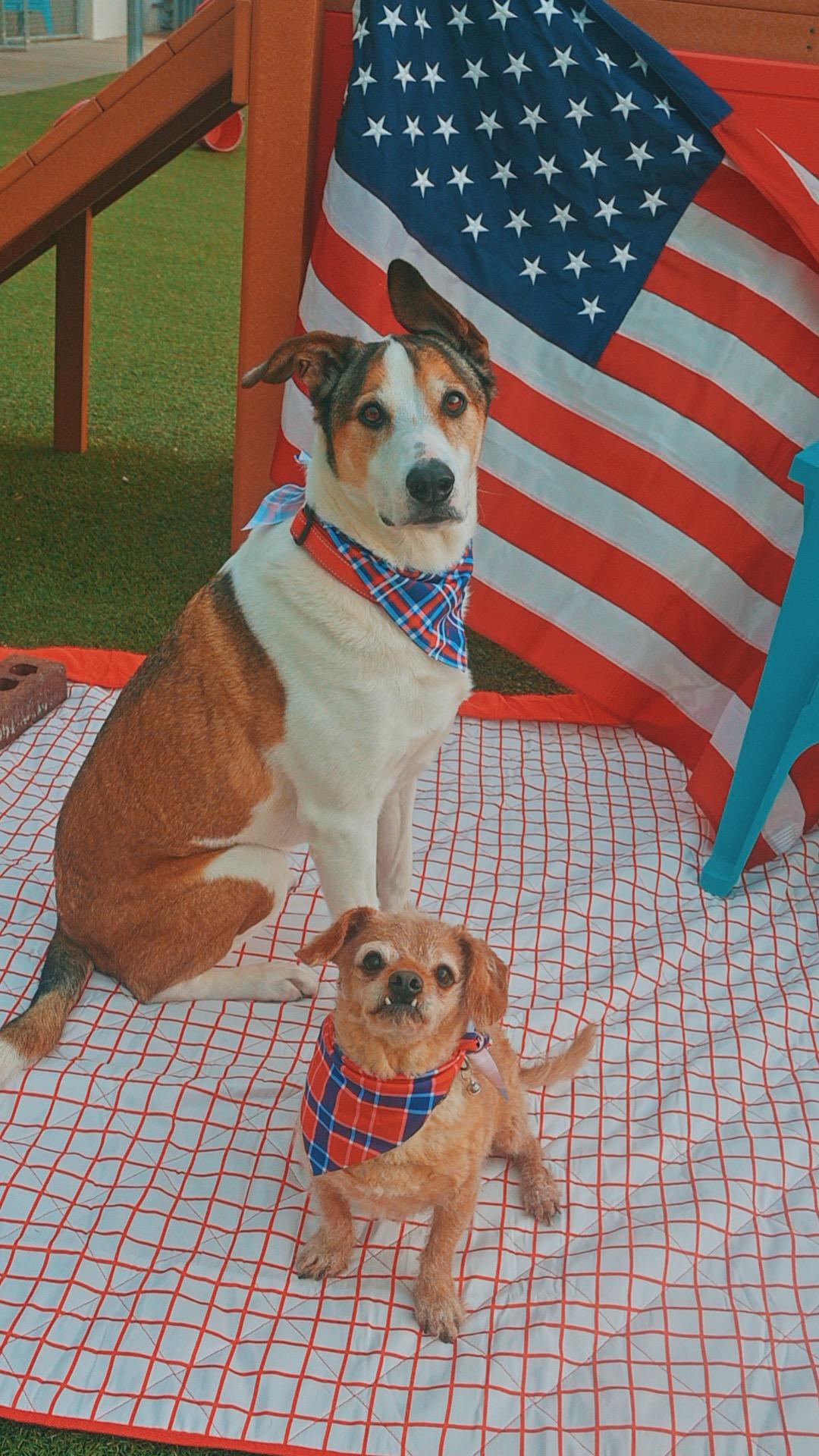 Scoobie and Brownie - Bonded Pair, ADOPTABLE, Senior Male Australian Shepherd & Terrier.