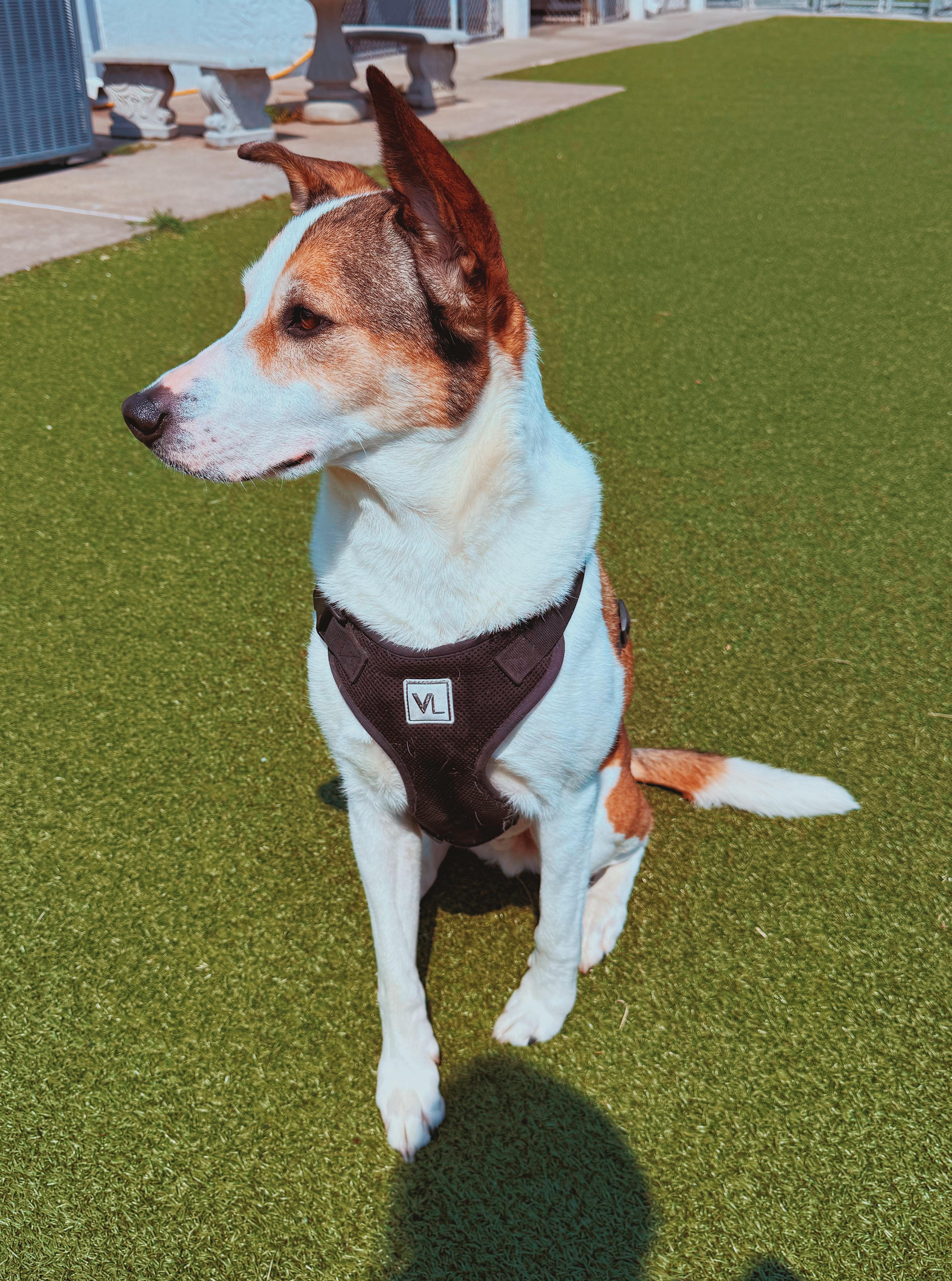Scoobie and Brownie - Bonded Pair, a ADOPTABLE mixed breed in Hays, KS image 6/6