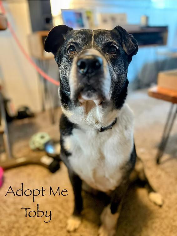 Enlarge Toby, a Adoptable mixed breed in Star, ID image 1/1
