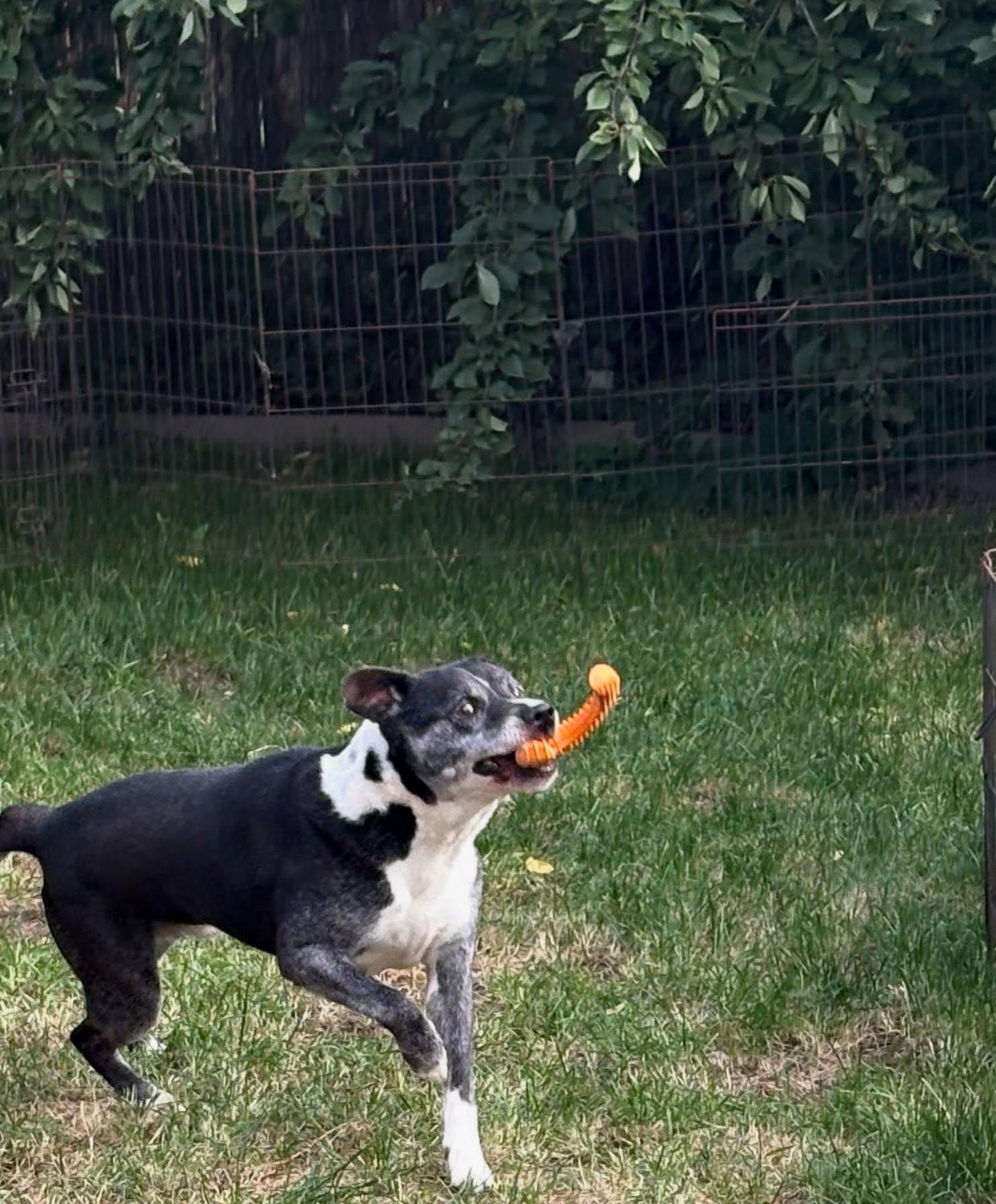 Enlarge Toby, a Adoptable mixed breed in Star, ID image 4/5