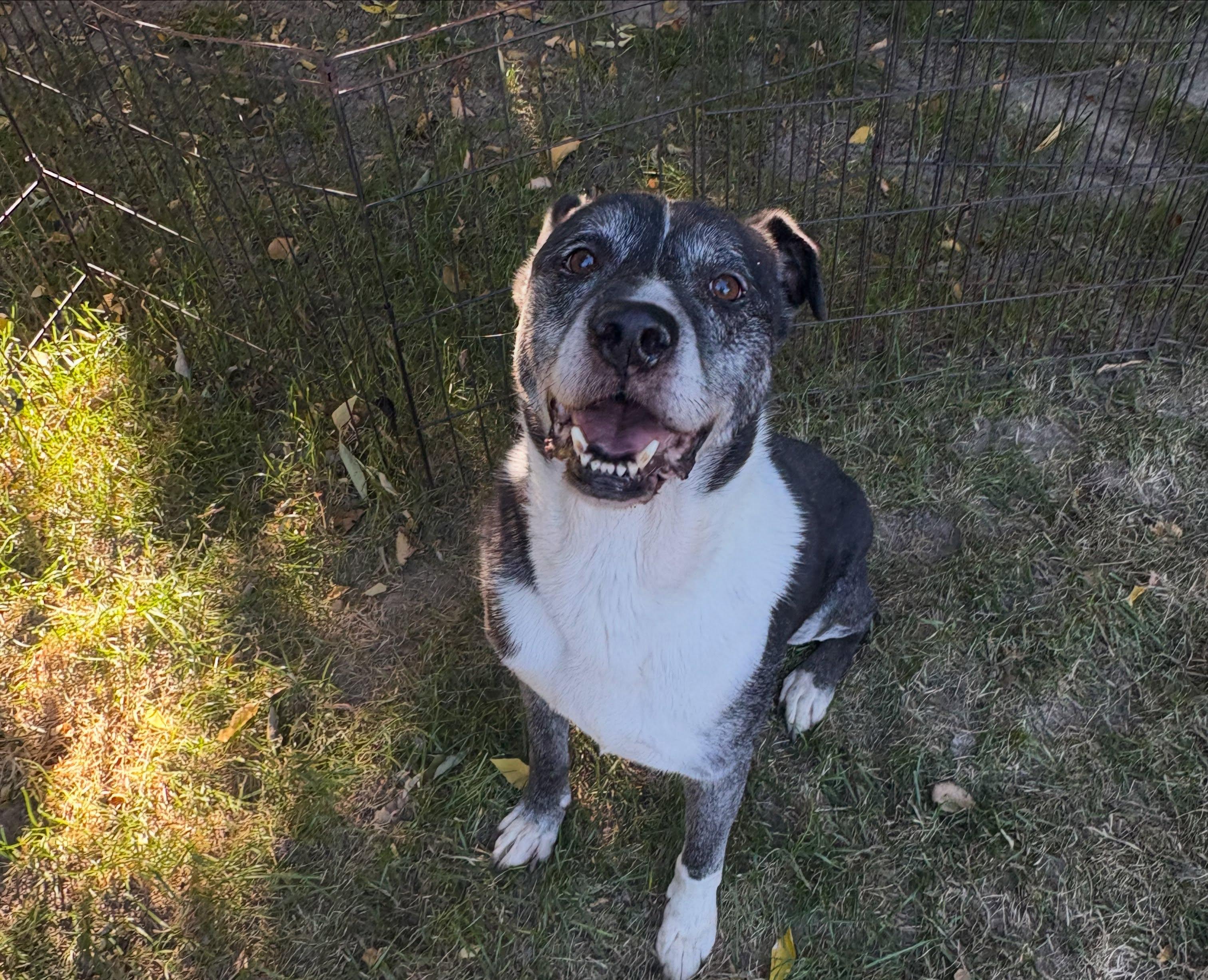 Toby, Adoptable, Senior Male American Bulldog.