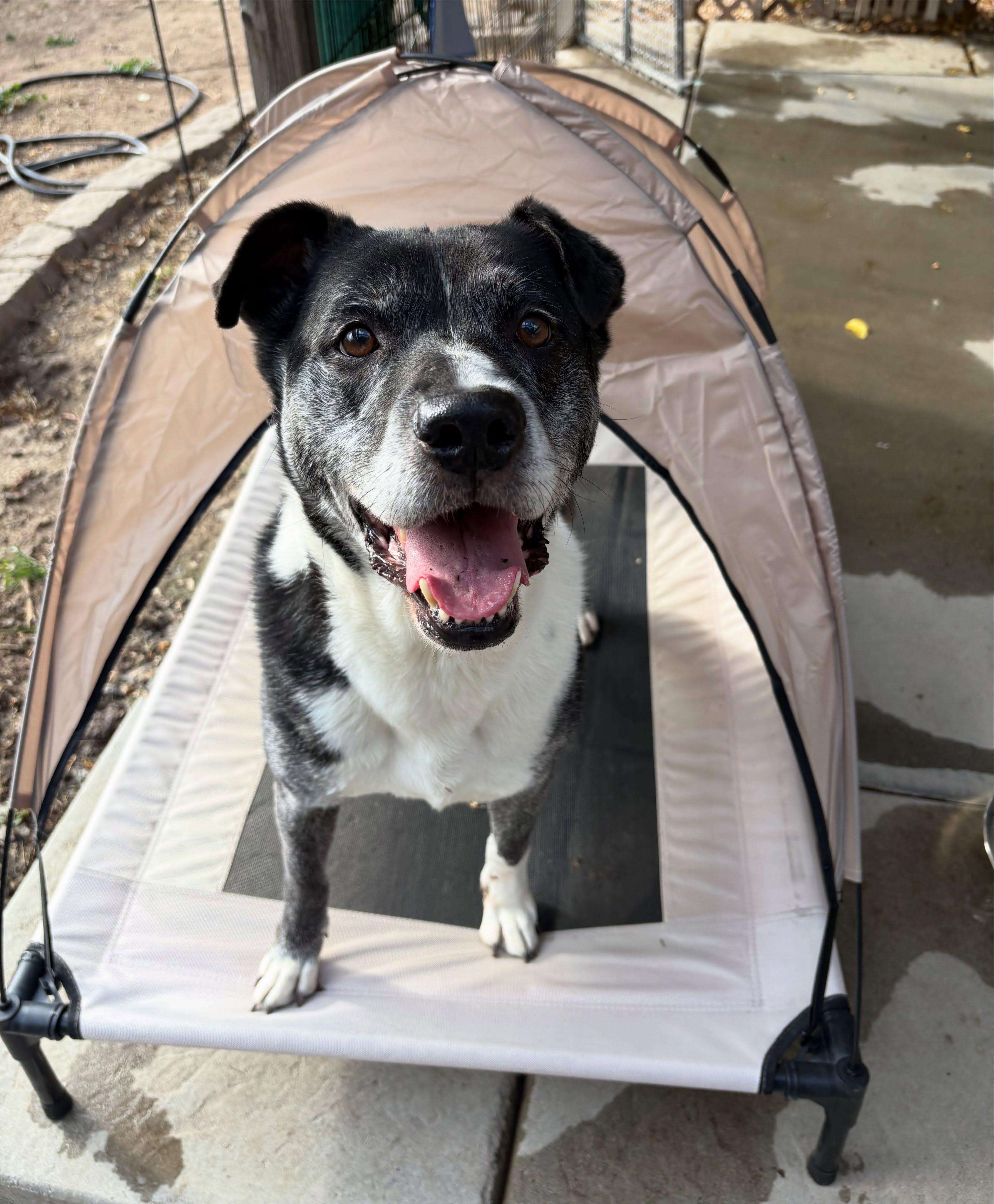 Enlarge Toby, a Adoptable mixed breed in Star, ID image 3/5
