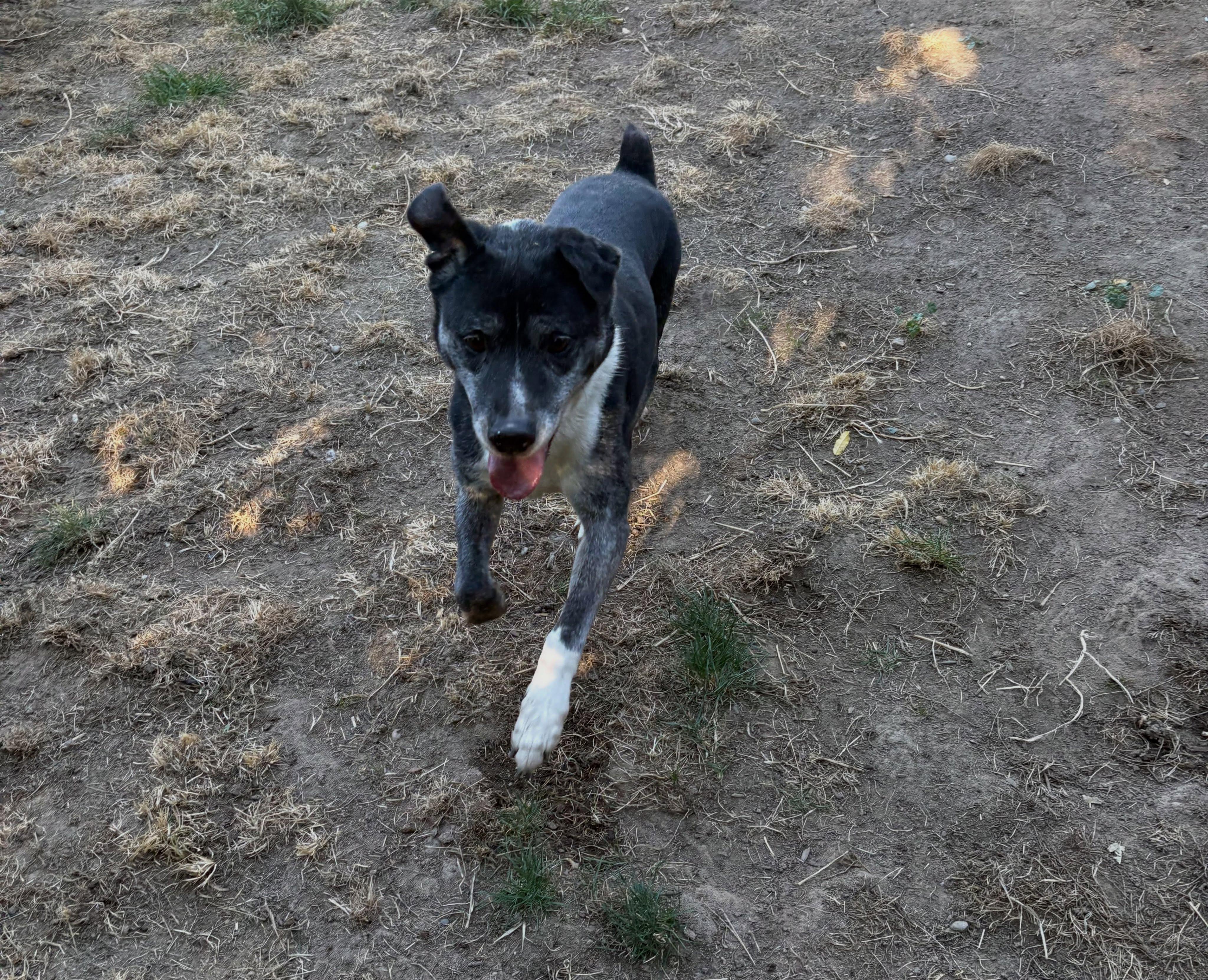 Enlarge Toby, a Adoptable mixed breed in Star, ID image 2/5