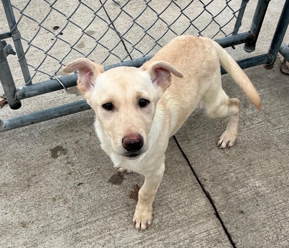 Mindy, Adoptable, Young Female Yellow Labrador Retriever.