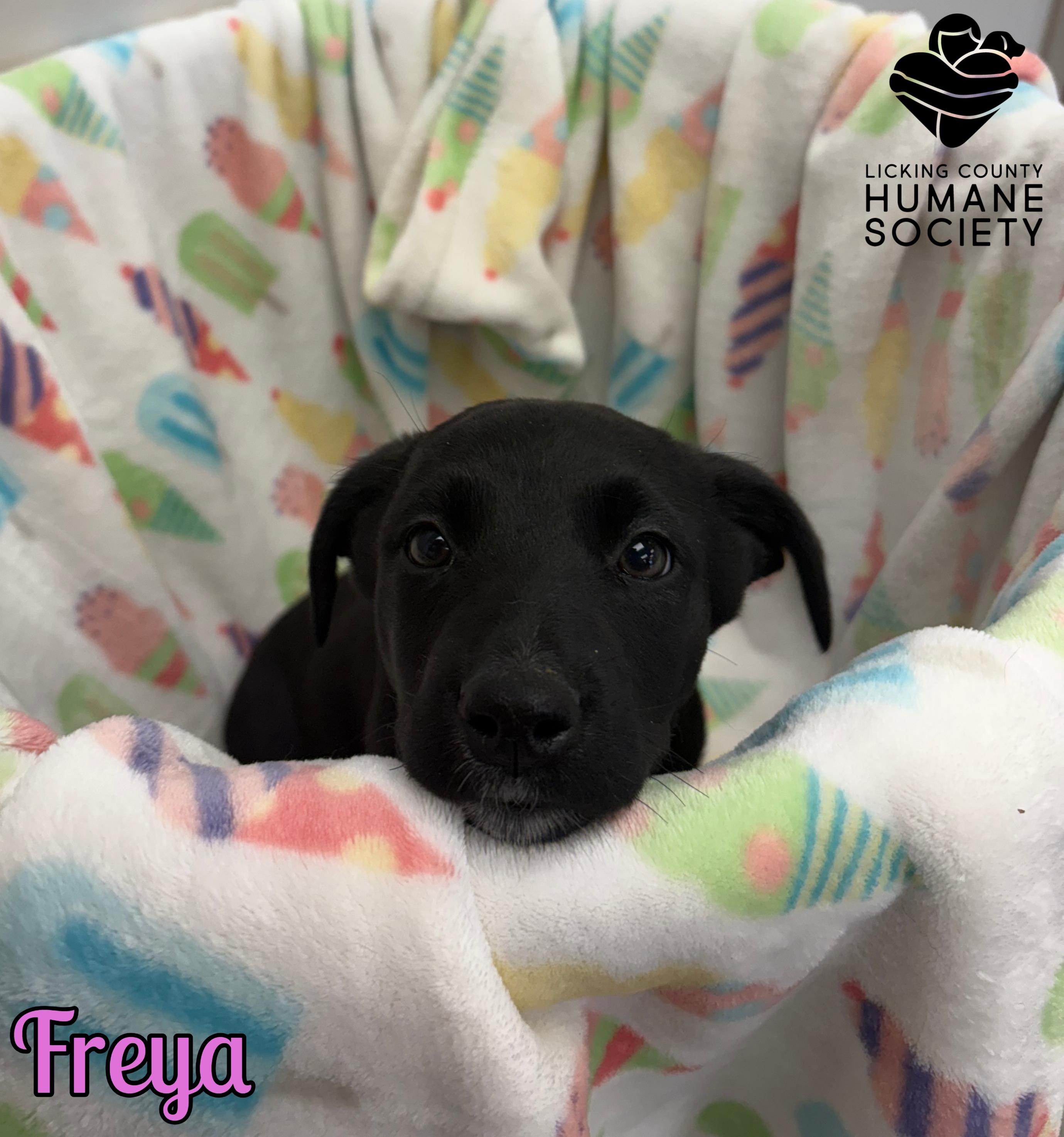 Enlarge Freya, an adopted mixed breed in Heath, OH image 1/1