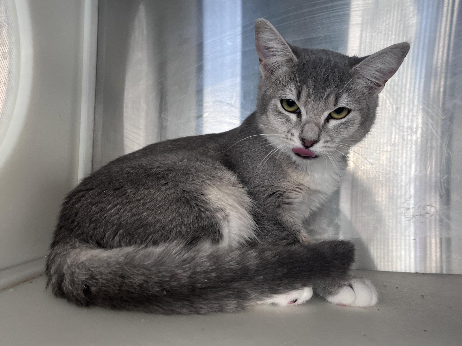 Enlarge Dina, a Adoptable mixed breed in Carrollton, GA image 2/3
