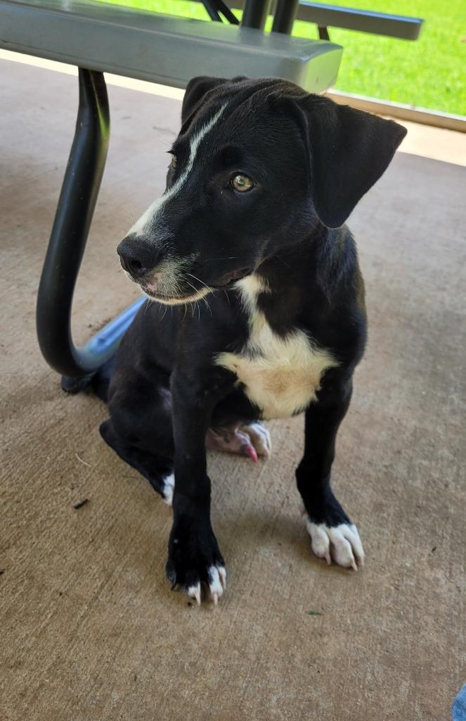 Roger, Adoptable, Puppy Male Mixed Breed.