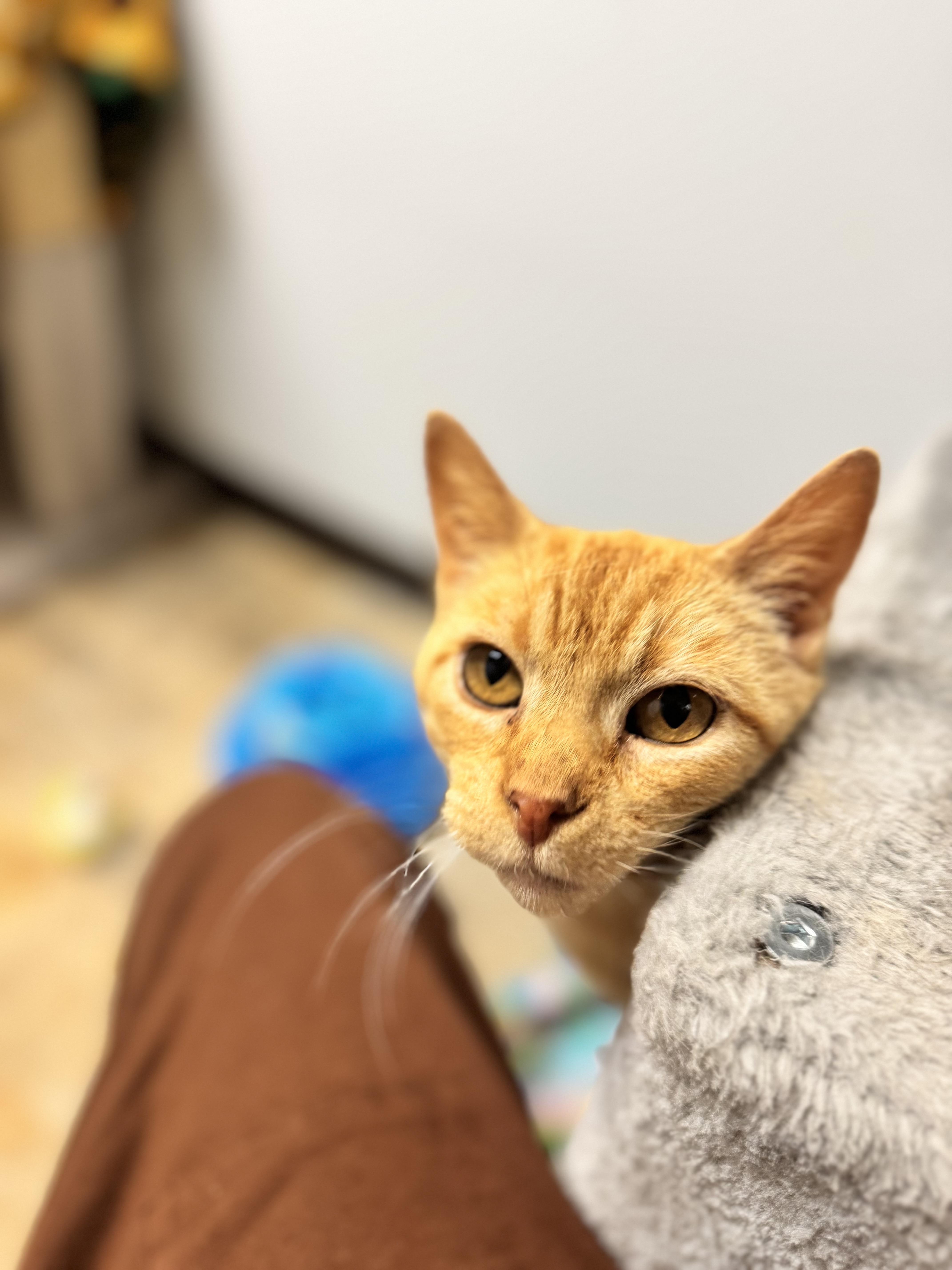 Astrid, an adoptable Domestic Short Hair in Dodgeville, WI image 3/3