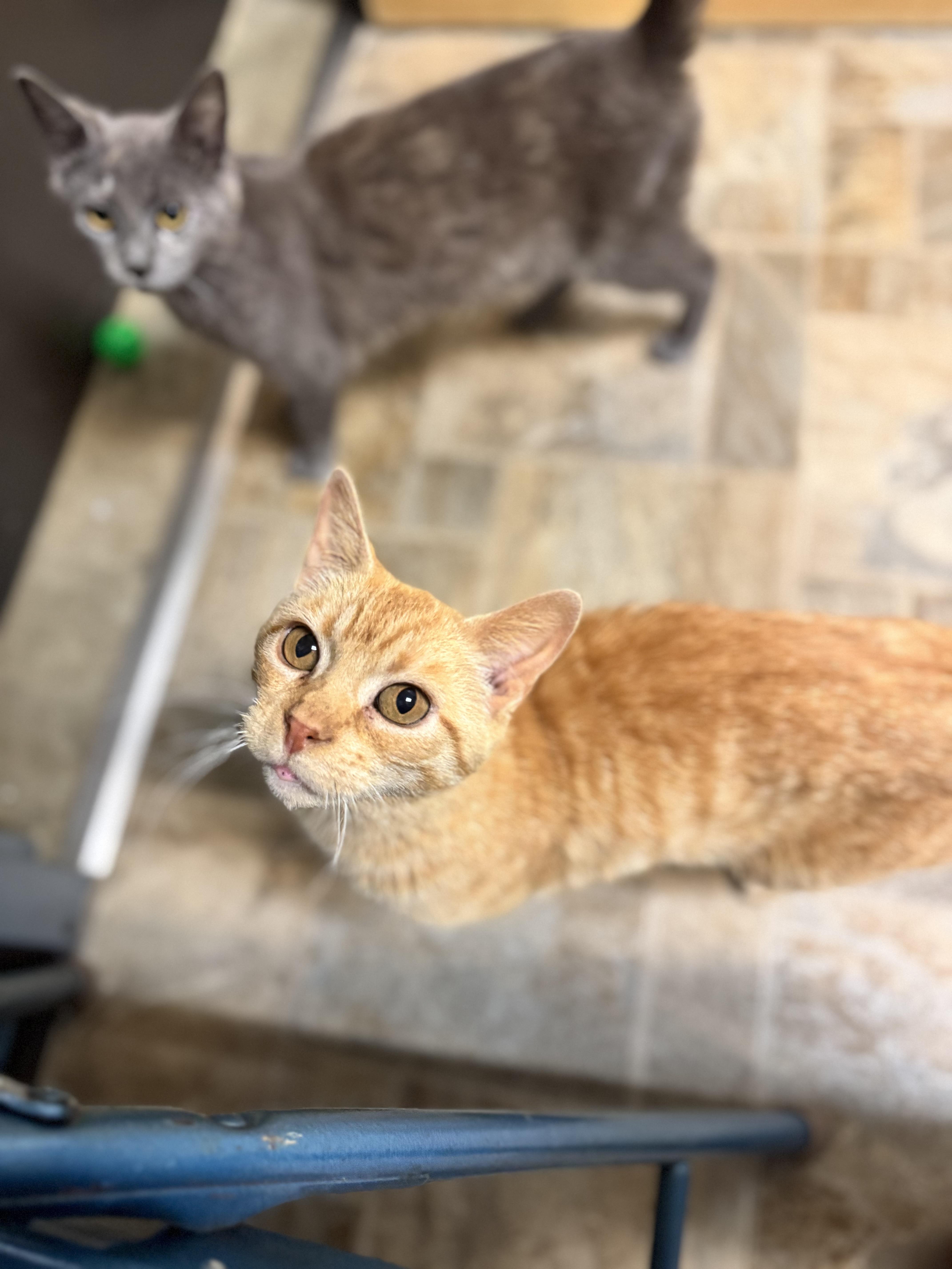 Astrid, an adoptable Domestic Short Hair in Dodgeville, WI image 1/3