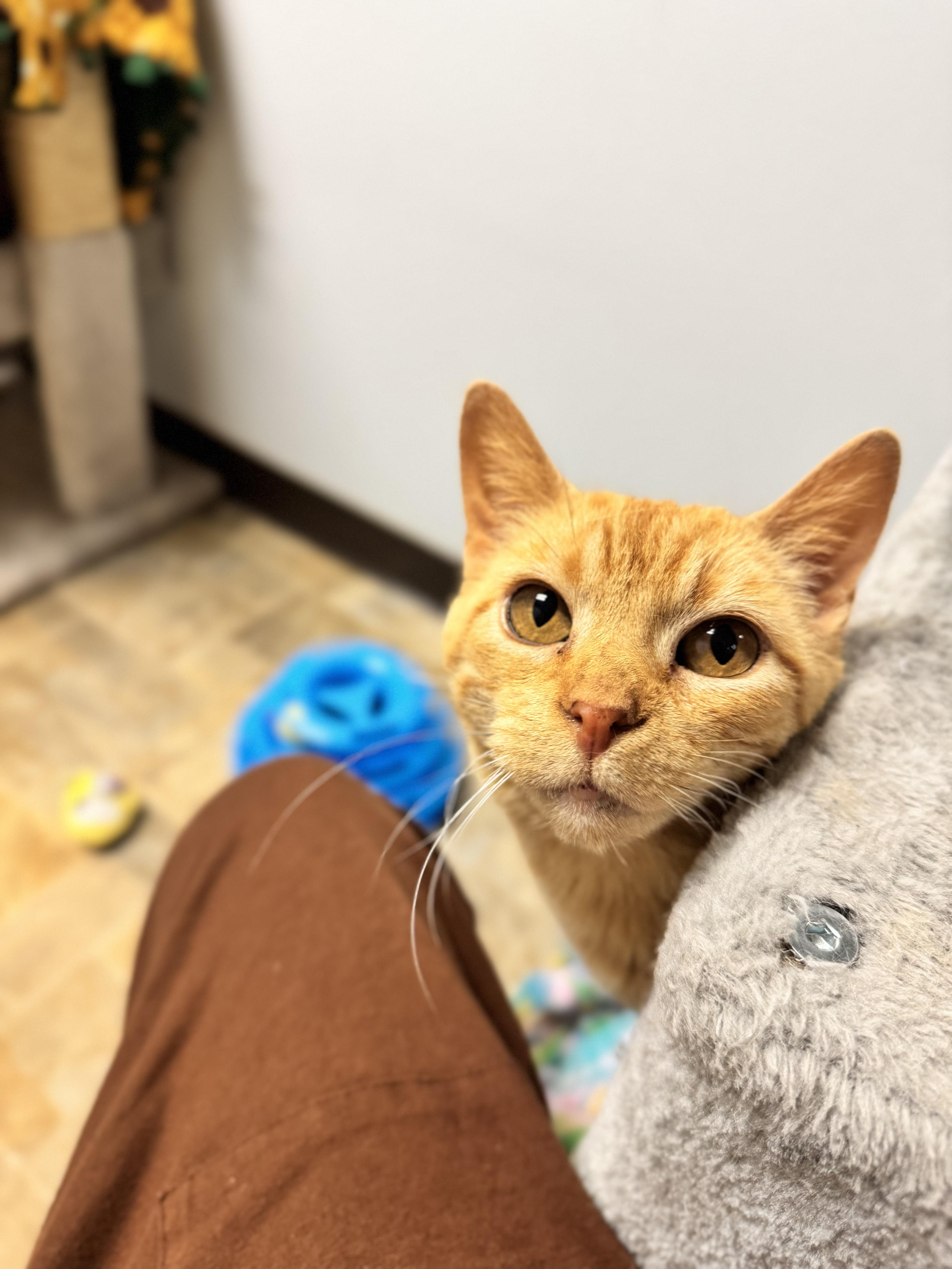 Astrid, an adoptable Domestic Short Hair in Dodgeville, WI image 2/3