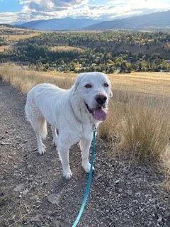 Leo, a Adoptable Great Pyrenees in Polson, MT image 1/2