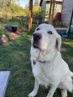Leo, a Adoptable Great Pyrenees in Polson, MT image 2/2