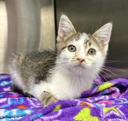 Mr. Potato Head, Adoptable, Adult Male Domestic Short Hair & Domestic Short Hair.