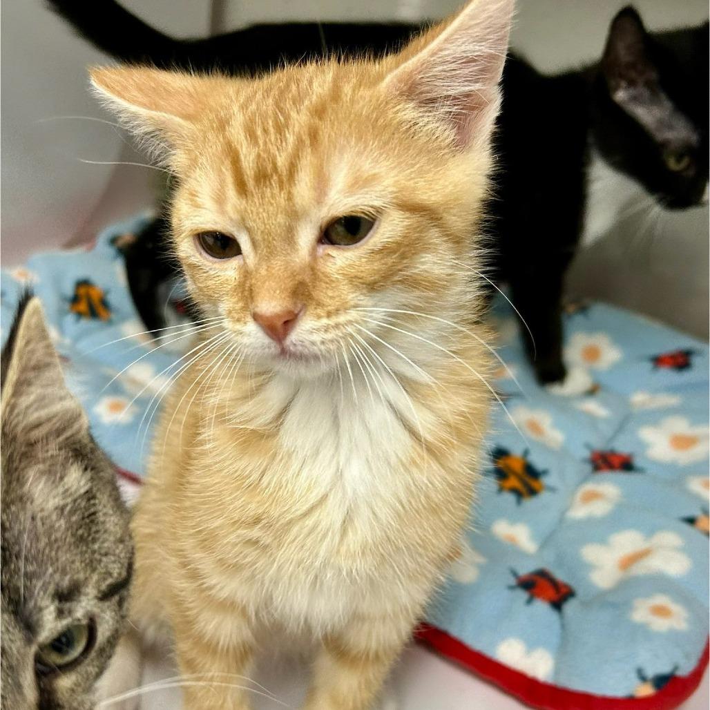 Biscuit, Adoptable, Young Male Domestic Short Hair.