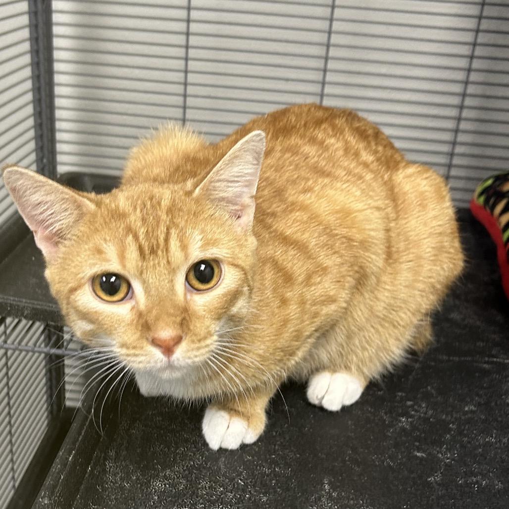 Enlarge Biscuit, a Adoptable Domestic Short Hair in Hannibal, MO image 2/3