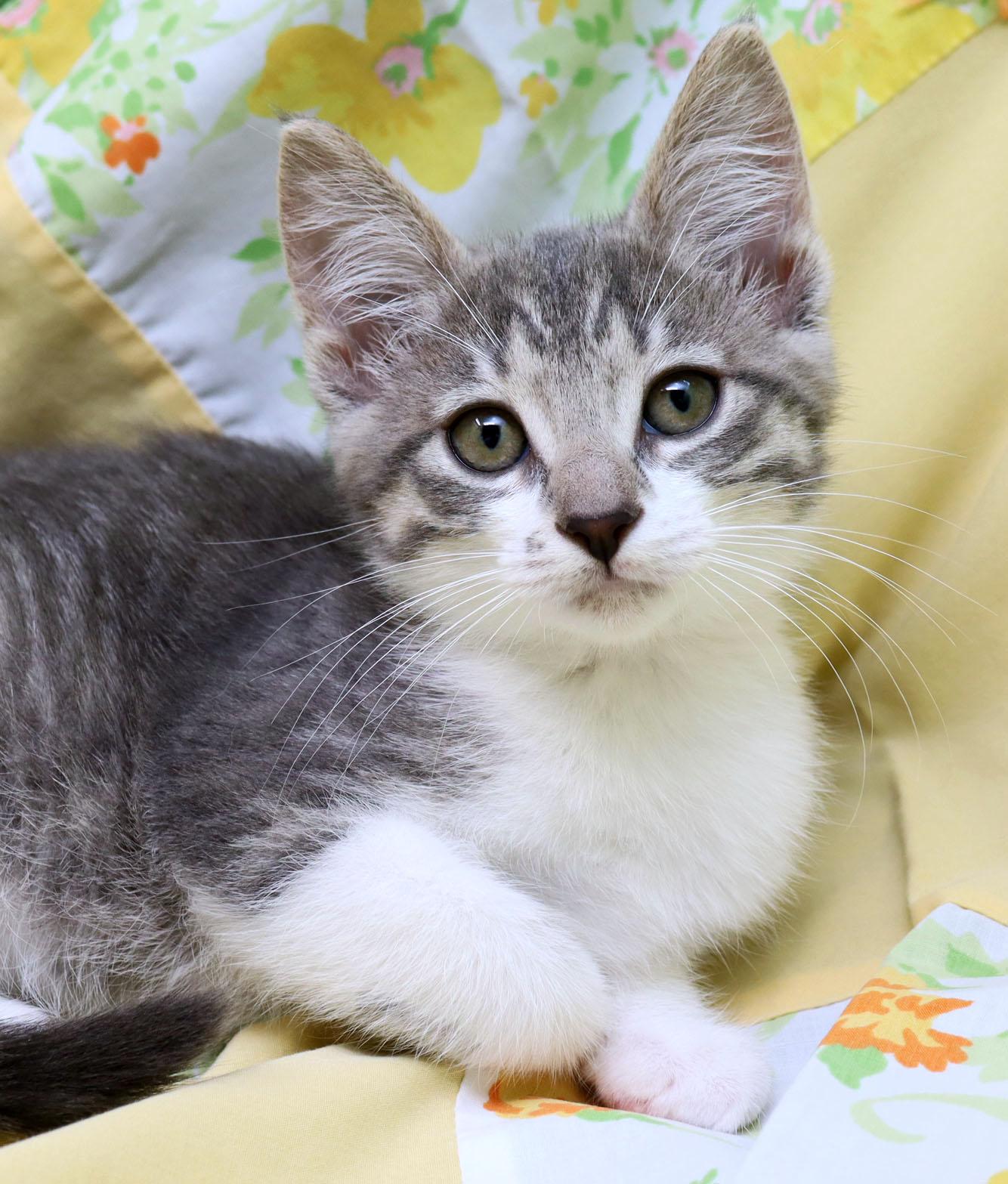 Celena, an adopted Domestic Short Hair in Tierra Verde, FL image 1/3