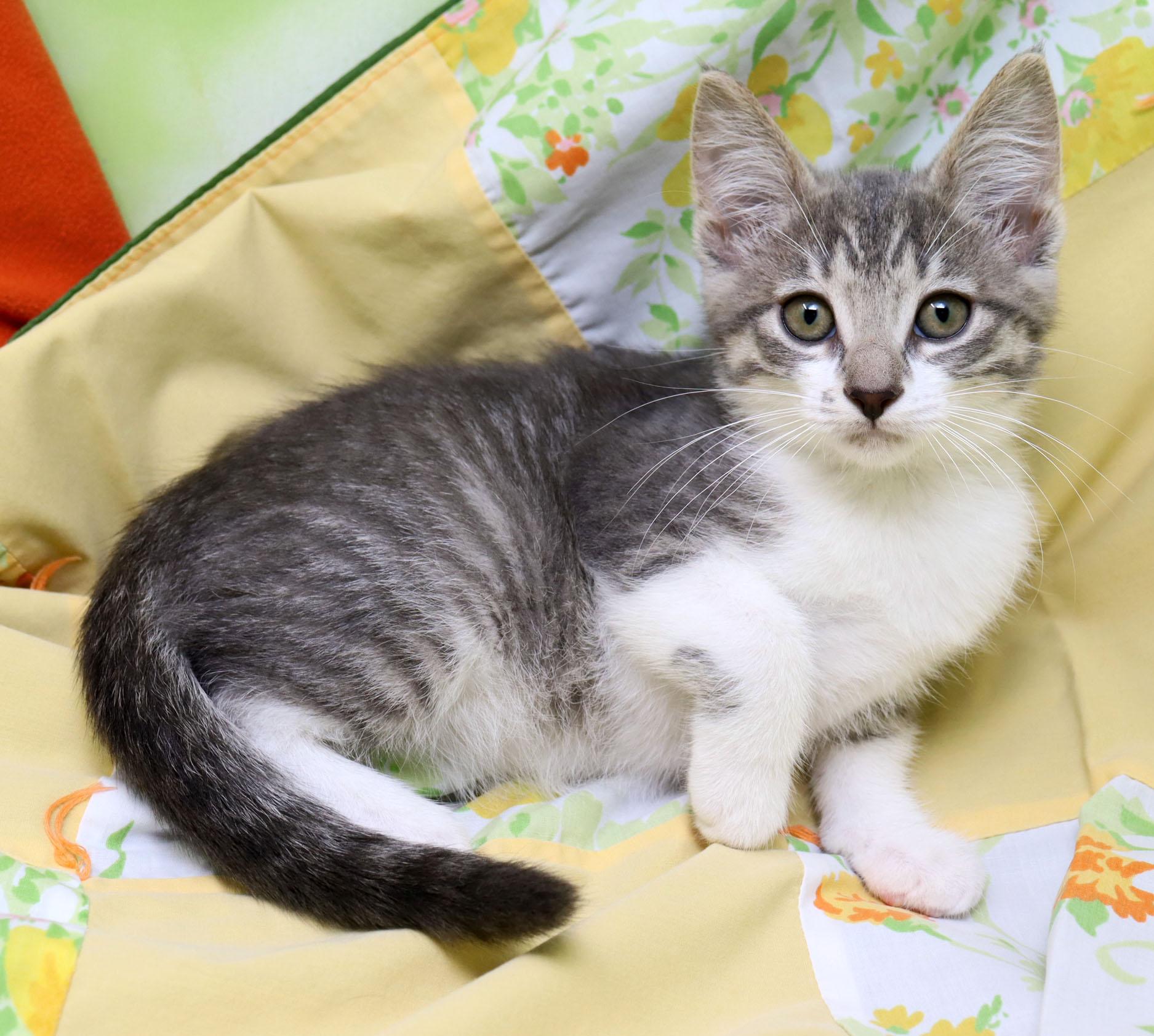 Celena, an adopted Domestic Short Hair in Tierra Verde, FL image 2/3