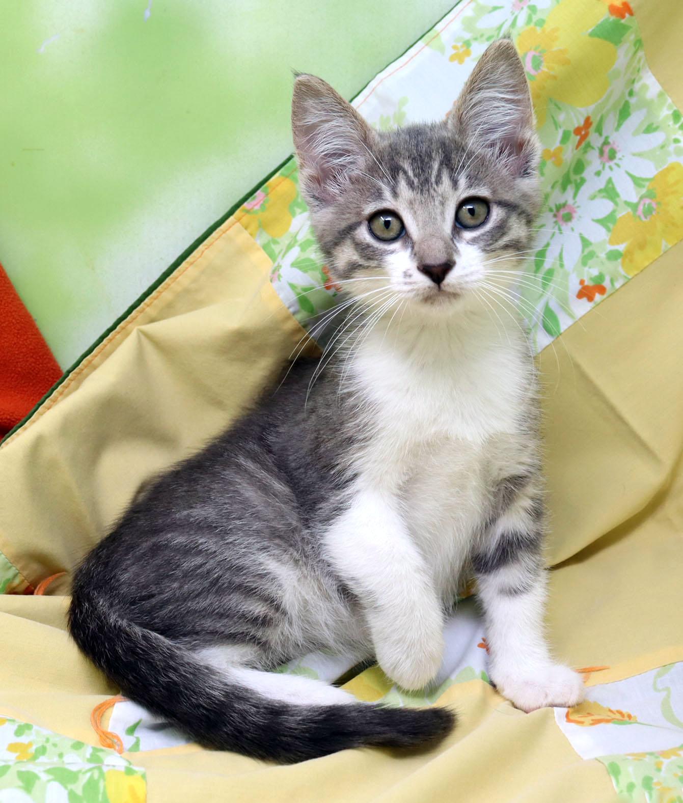 Celena, an adopted Domestic Short Hair in Tierra Verde, FL image 3/3