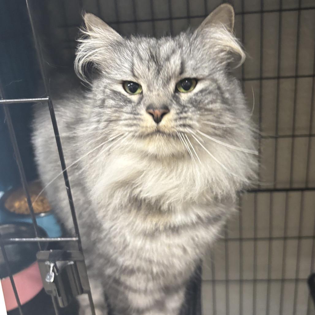 Enlarge Freddie, a Adoptable Domestic Long Hair in Middleburg Heights , OH image 1/6