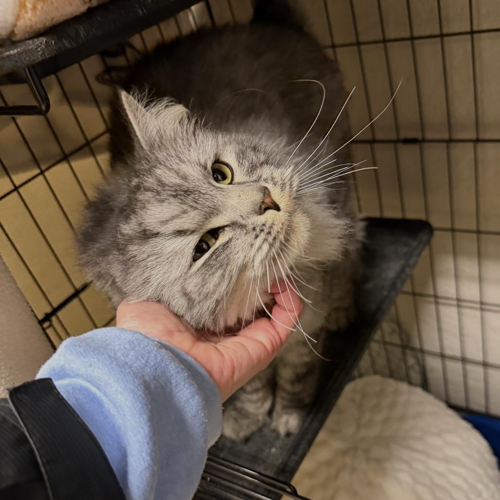 Enlarge Freddie, a Adoptable Domestic Long Hair in Middleburg Heights , OH image 2/6