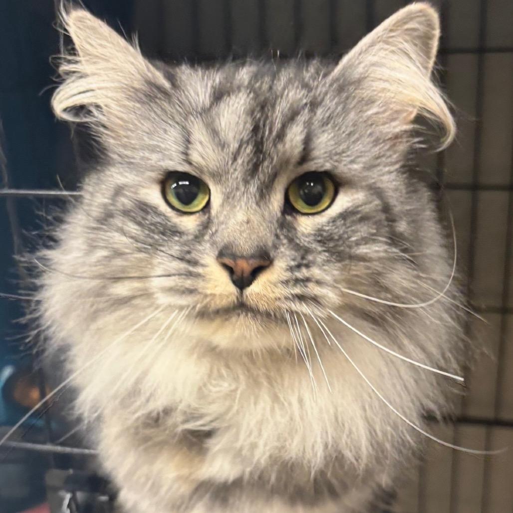 Enlarge Freddie, a Adoptable Domestic Long Hair in Middleburg Heights , OH image 3/6