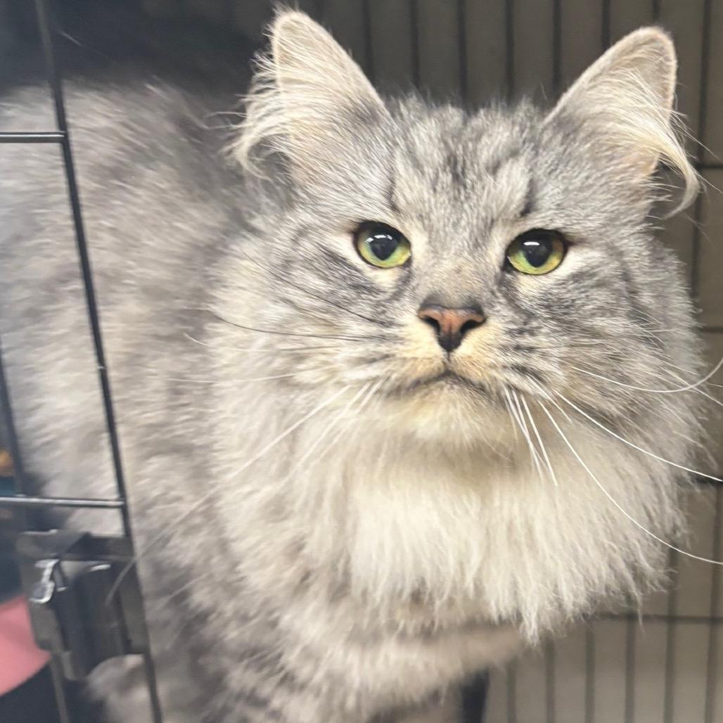 Enlarge Freddie, a Adoptable Domestic Long Hair in Middleburg Heights , OH image 4/6