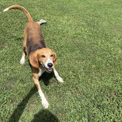 Enlarge Tom, a Adoptable mixed breed in Dinwiddie, VA image 3/3