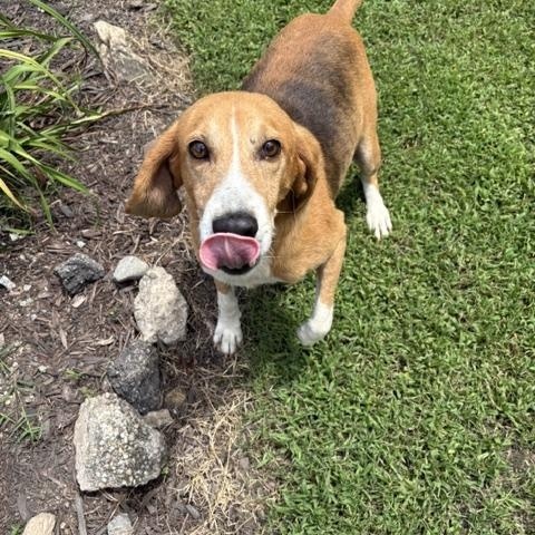 Tom, Adoptable, Adult Male American Foxhound.