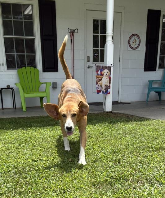 Enlarge Tom, a Adoptable mixed breed in Dinwiddie, VA image 2/3