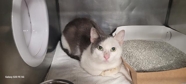 Enlarge BAXTER, a Adoptable Domestic Short Hair in Panama City, FL image 1/1