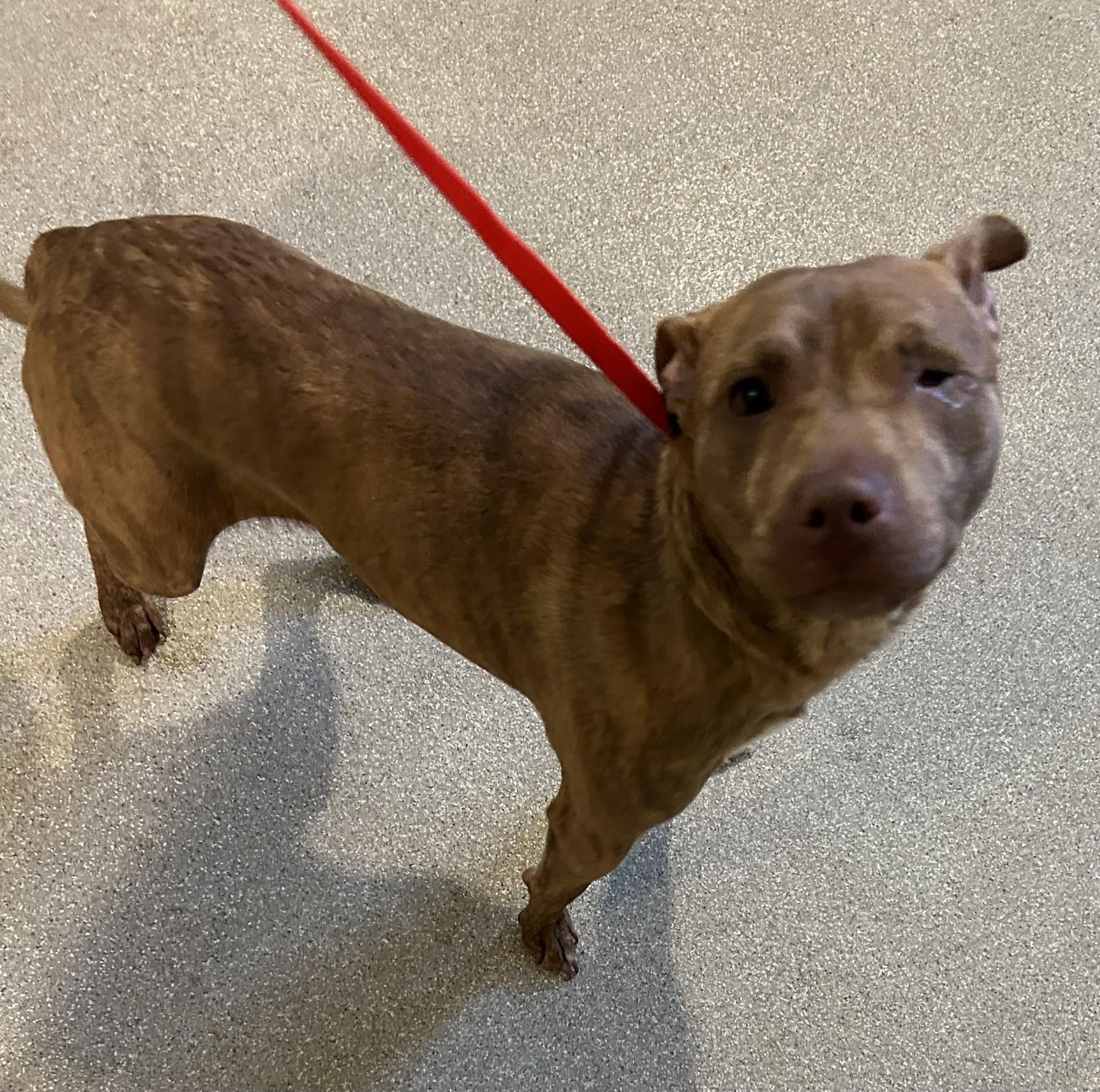 Cocoa, adopted, Adult Male American Staffordshire Terrier.