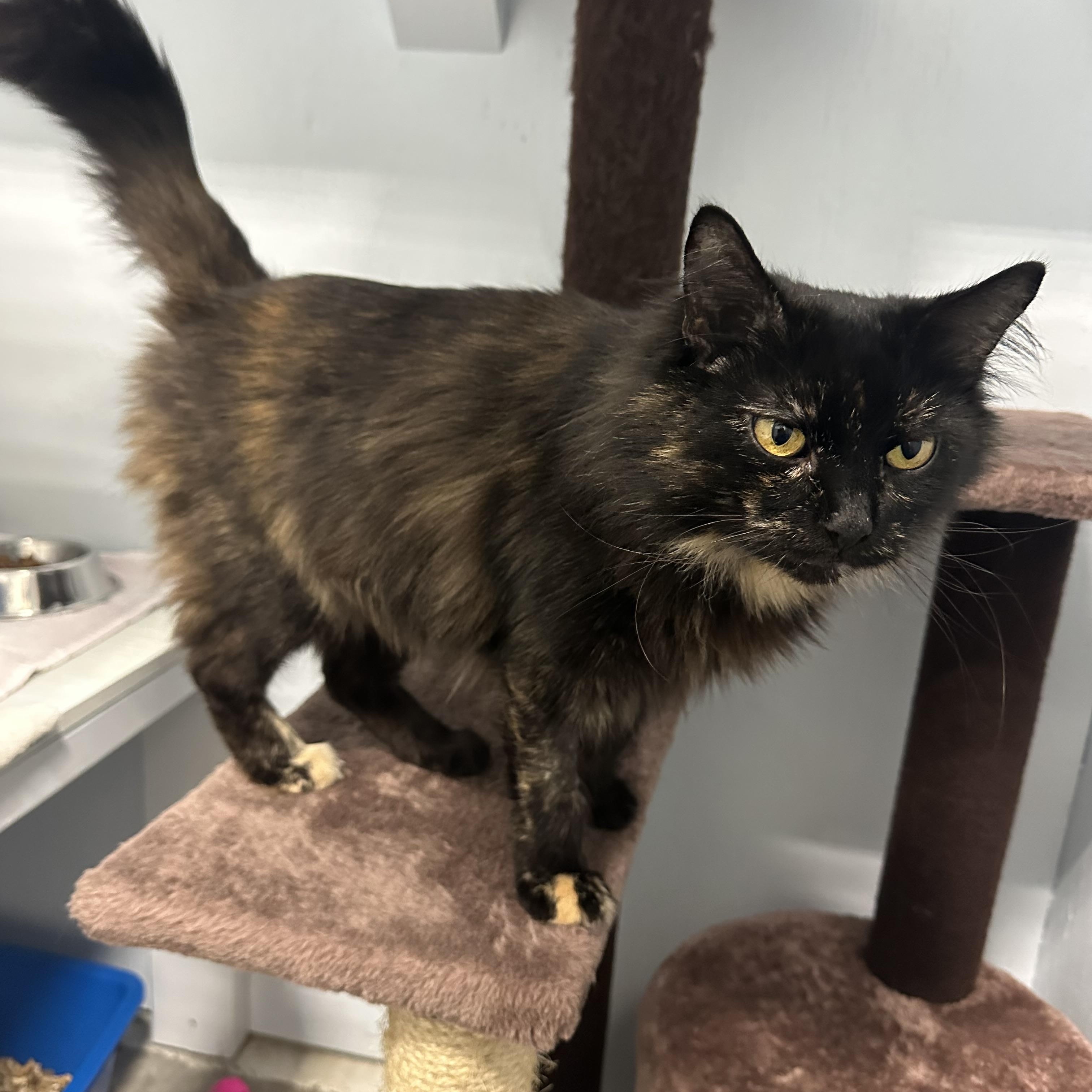 Enlarge Mama, an adoptable Domestic Long Hair in Mission, BC image 3/3