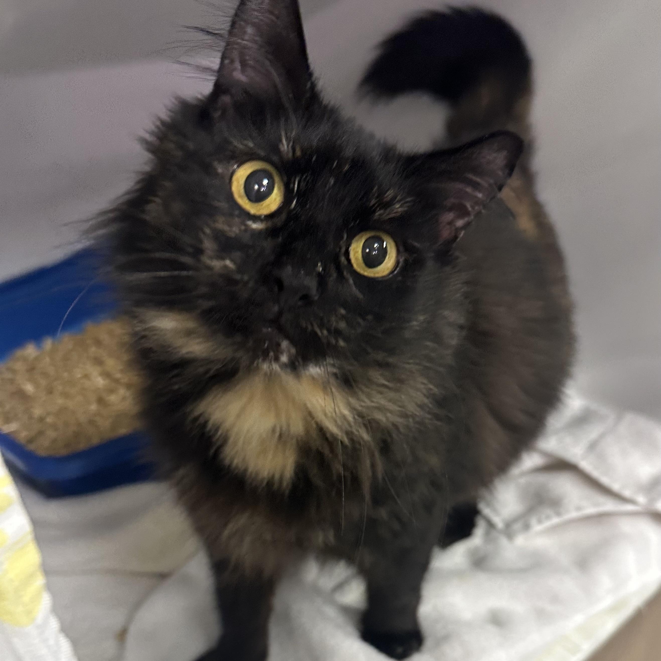 Enlarge Mama, an adoptable Domestic Long Hair in Mission, BC image 1/3