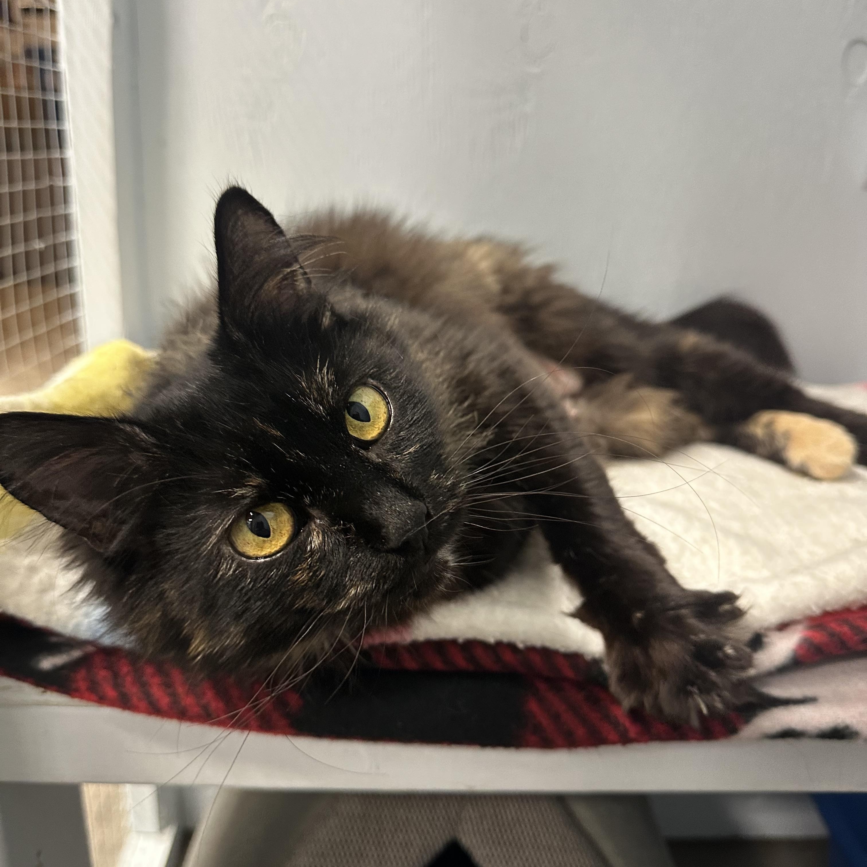 Enlarge Mama, an adoptable Domestic Long Hair in Mission, BC image 2/3