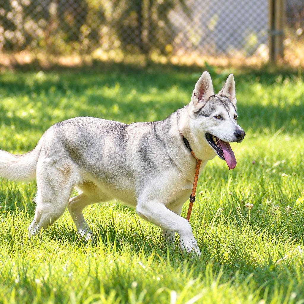 Enlarge Gigi, a Adoptable mixed breed in Pahrump, NV image 1/1
