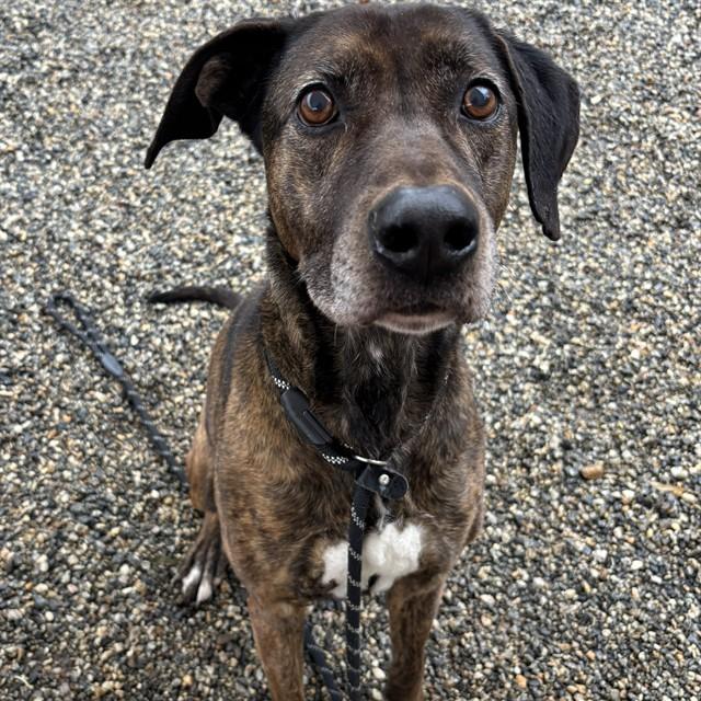 PERSEUS, Adoptable, Senior Male Dutch Shepherd & Mixed Breed.