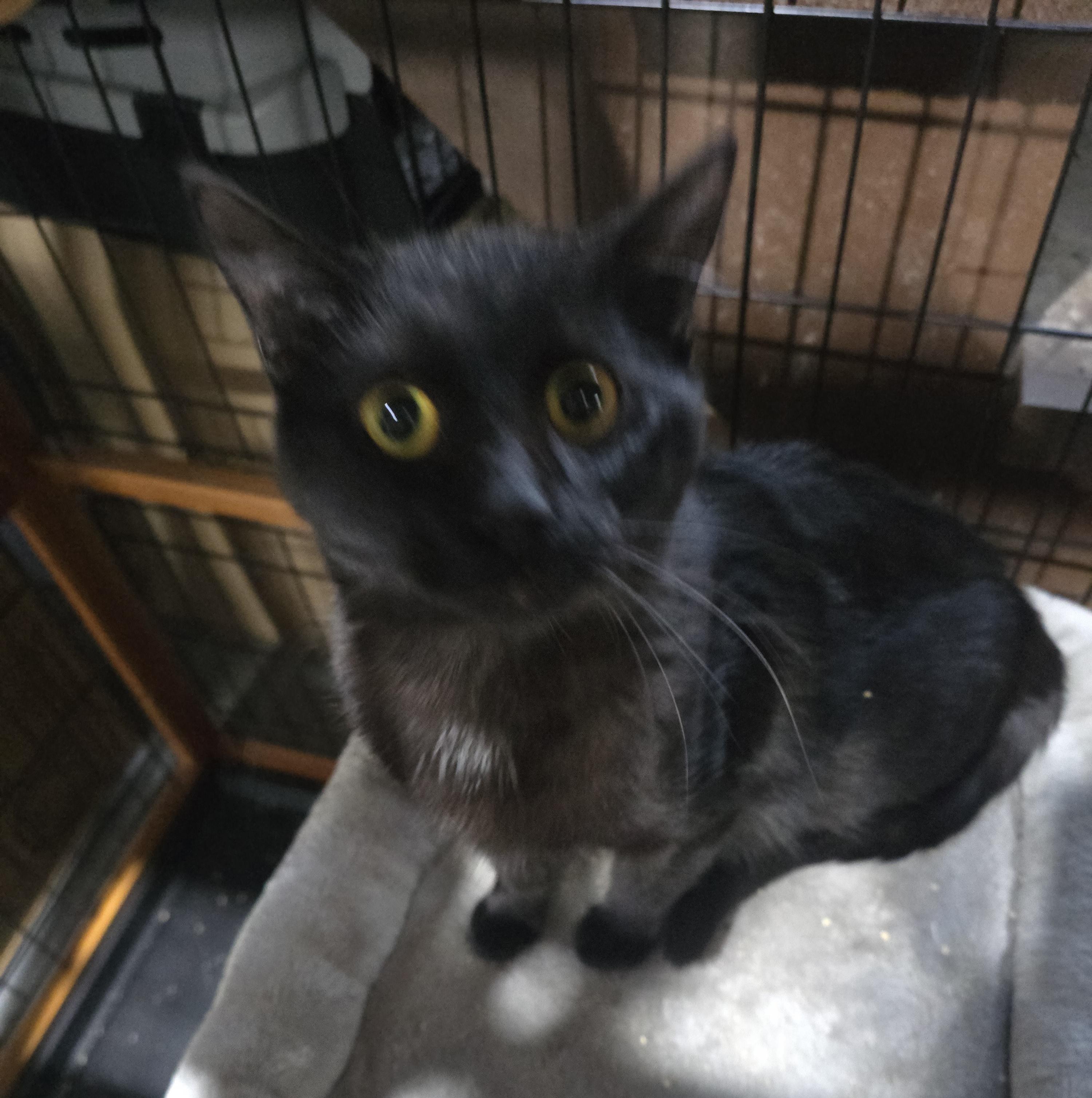 Calvin & Hobes(HOBES), a Adoptable Domestic Short Hair in Elizabeth, PA image 2/5